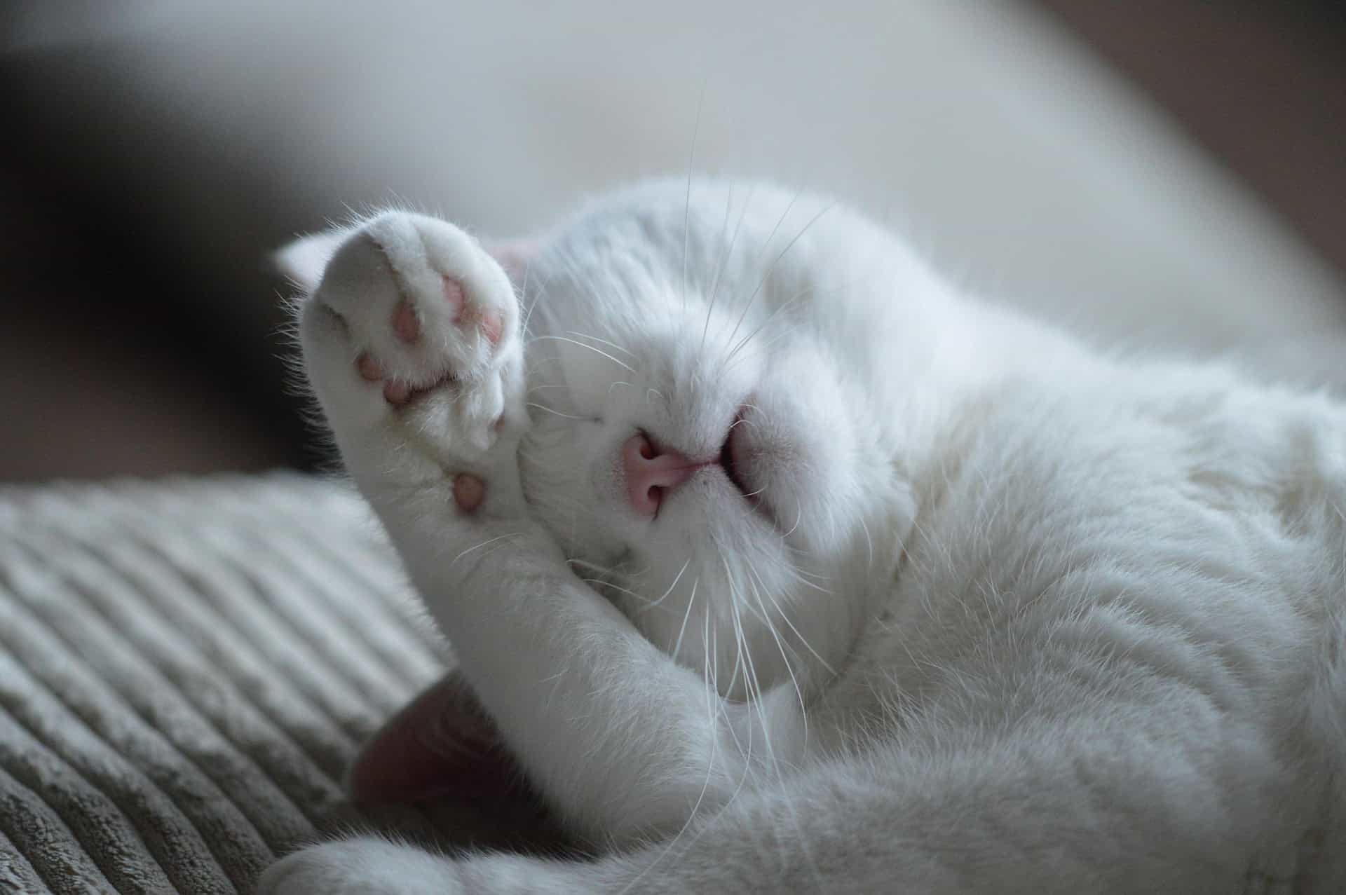 Immagine di copertina dell'articolo sul disturbo del sonno